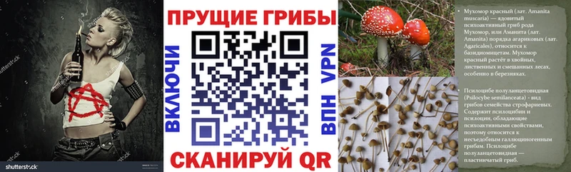 Галлюциногенные грибы Psilocybe магазин наркотиков Багратионовск